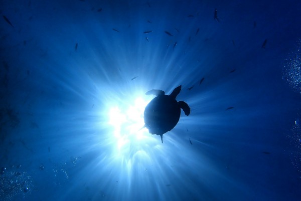 日本一のウミガメの上陸産卵地　鹿児島県サムネイル